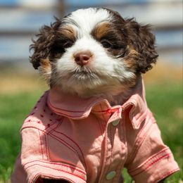 Nestle 3500 - female Australian Mountain Doodle puppy in Cortez, Colorado from Sassy Pants Pups