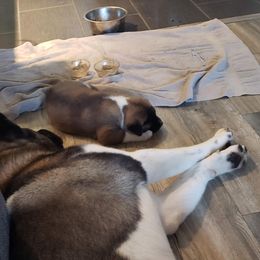 Akita Puppies from Mizuki Akita LLC.