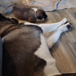 Akita Puppies from Mizuki Akita LLC.