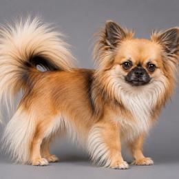Dolce - Chihuahua