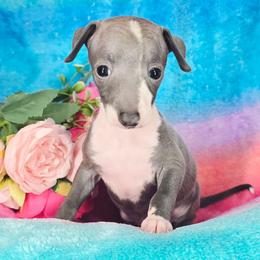 Do-Si-Do - White and blue female Italian Greyhound puppy in Cadwell, Georgia from All The DoDa Day Italian Greyhounds