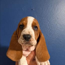 Truvy - Mahogany and white female Basset Hound puppy in Bellaire, Ohio from Blessed Bassets
