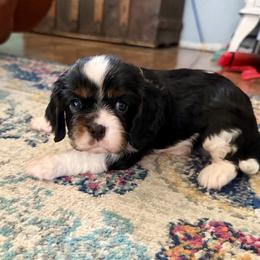 Mr. Orange - Tri-color male Cavalier King Charles Spaniel puppy in Rocky Ford, Colorado from Scofield Cavaliers