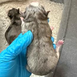 1st female puppy - Merle female Pomsky puppy in West Sacramento, California from Pinkie's Pomskies
