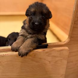 Blue collar - Black and red male German Shepherd puppy in Micanopy, Florida from Von Bourbon Shepherds