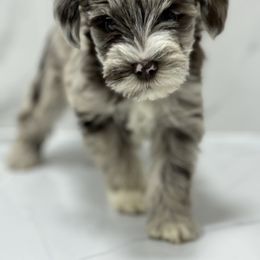 Miniature Schnauzer Puppies from Miniature Schnauzer Paradise llc