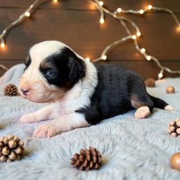 Dodger-FULL TAIL - Black tri-color male Australian Shepherd puppy in Statesville, North Carolina from Charming Australian Shepherds