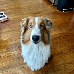 D.K. (Donkey Kong) - Sable merle and white male Shetland Sheepdog puppy in Union, New Jersey from McDermon Shelties