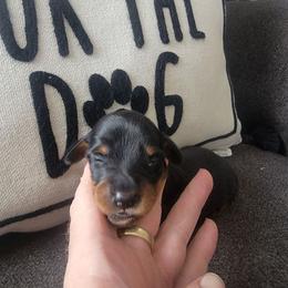 Boy 1 - Black and tan male Dachshund puppy in Paradise, Texas from C and J Minis