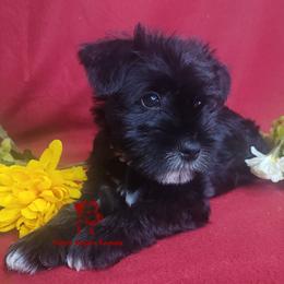 Tasha - female Miniature Schnauzer puppy in Fairhope, Alabama from Puppy Sugars Kennels