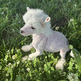 Little girl - Pink and slate female Chinese Crested puppy in Rockvale, Tennessee from Cosmic Chinese Cresteds & Wind-Echo Poodles