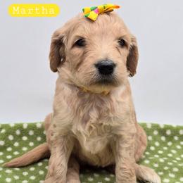 Martha - Apricot female Goldendoodle puppy in Neillsville, Wisconsin from Granton Creek