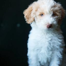 Rosalie - female Aussiedoodle puppy in Redding, California from Farmstead Doodles