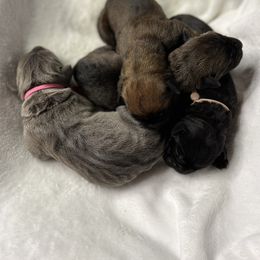 Cane Corso Puppies from Valyrian Cane Corsos