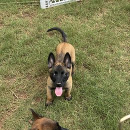 Belgian Malinois Puppies from Fromage Malinois