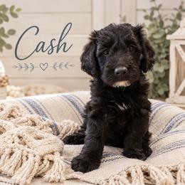 CASH - Black male Double Doodle puppy in Whitsett, North Carolina from Rock Creek Doodles NC