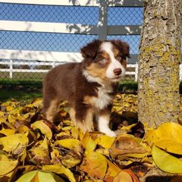 Miniature Australian Shepherd Puppies from Ridgestar Aussies