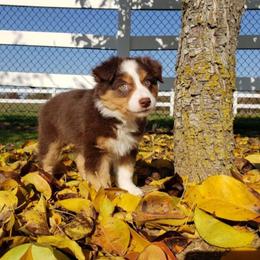 Miniature Australian Shepherd Puppies from Ridgestar Aussies