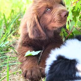 Newfoundland Puppies from Vermillion Newfoundlands