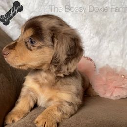 Dachshund and Miniature Schnauzer Puppies from The Bossy Doxie Farm