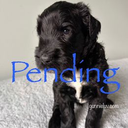 Cowboy - Black male Schnoodle puppy in Saint Augustine, Florida from Gunnie Luv, LLC