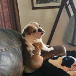 Bulldog puppies from The Barking Lot