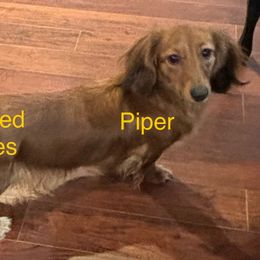 Piper - Dachshund