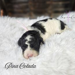 Pina Colada - Black and white female Cockapoo puppy in Mancelona, Michigan from Lavender poodles & doodles