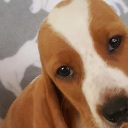 Basset Hounds from Donald Swafford
