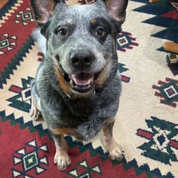 Uncas - Australian Cattle Dog