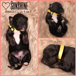 Double Doodle, Goldendoodle, and Sheepadoodle Puppies from Shaw Spring's Canines