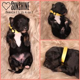 Double Doodle, Goldendoodle, and Sheepadoodle Puppies from Shaw Spring's Canines