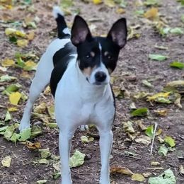 EMER - Rat Terrier