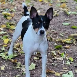 EMER - Rat Terrier