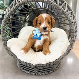 Bay - Red  male Goldendoodle puppy in West Haven, Utah from Split Mountain Doodles