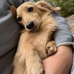 Dachshund All Grown Up from The Doxie Bar