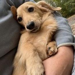 Dachshund All Grown Up from The Doxie Bar