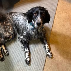 English Setter and Labrador Retriever All Grown Up from McFella’s Gun Dogs