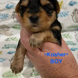Kosher - Black and tan male Yorkshire Terrier puppy in Forest, Virginia from Majestic Touch Kennels and Pet Services