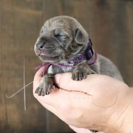 Rayne - Blue female Great Dane puppy in Denison, Texas from Hundeity Great Danes