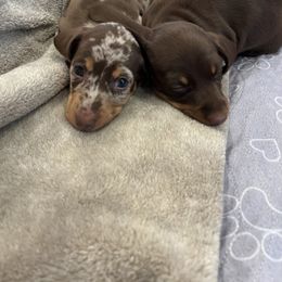 Dachshund Puppies from Weenie Bros