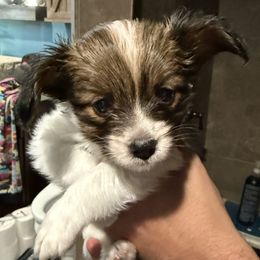 RENLY - Red white and sable male Papillon puppy in Xenia, Ohio from 4 Paws Piper's Legacy Papillons