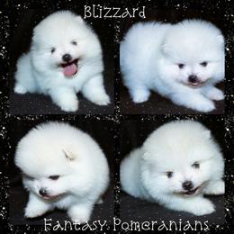 Blizzard - White male Pomeranian puppy in Anna, Texas from Fantasy Pomeranians & Fantasy Aussies