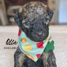 Ollie - Wheaten male Whoodle puppy in Knoxville, Tennessee from Fleury Farm Doodles TN