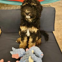 Bernedoodle Puppies from Over the Moon Poodles and Doodles