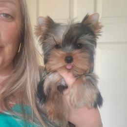 Girl 2 - Black and gold female Yorkshire Terrier puppy in Hopkinsville, Kentucky from Dreams Come True Yorkies