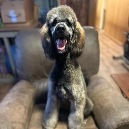 Morchella - Poodle
