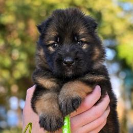 Ace - Sable male German Shepherd puppy in Canton, Texas from WILDWOOD GERMAN SHEPHERDS