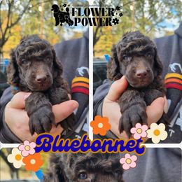 Blue Bonnet - Brown male Poodle puppy in Prescott, Arkansas from Wanderlust Poodles