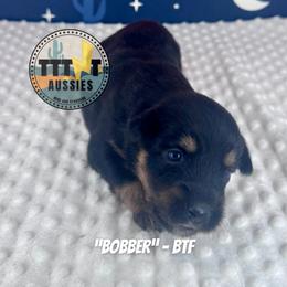 Bobber - Black tri-color female Australian Shepherd puppy in Tucson, Arizona from TTTNT Aussies